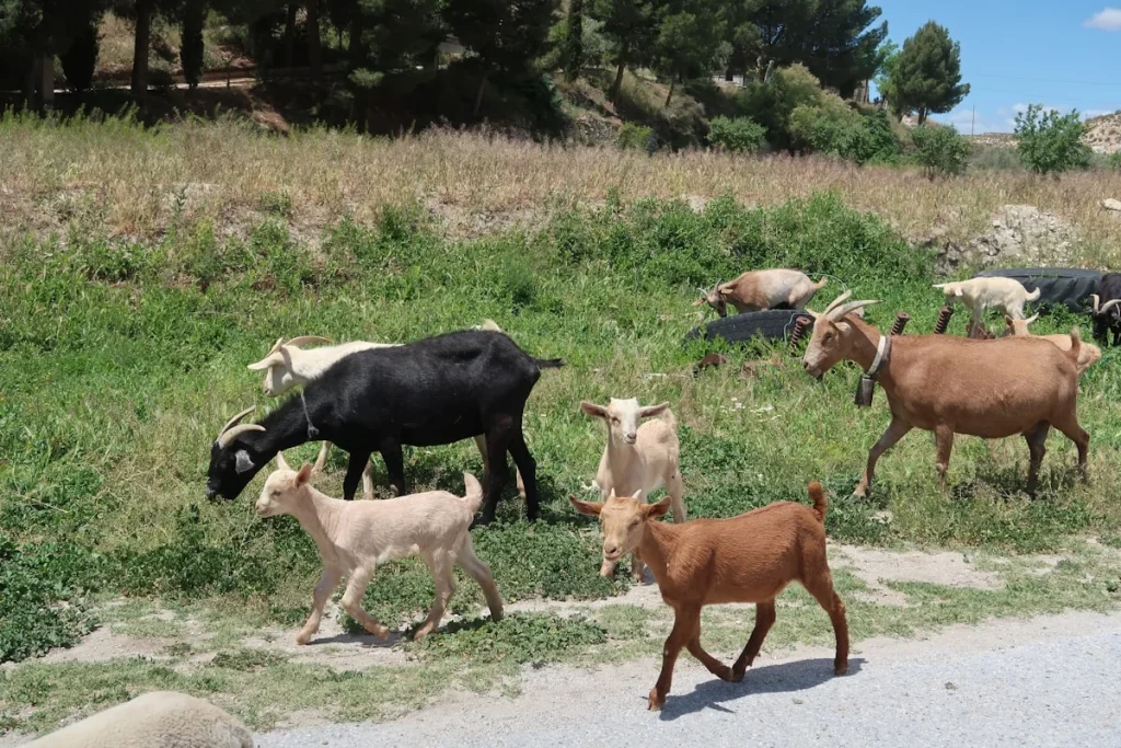 Pengenalan Aqiqah dan Pentingnya Memilih Kambing