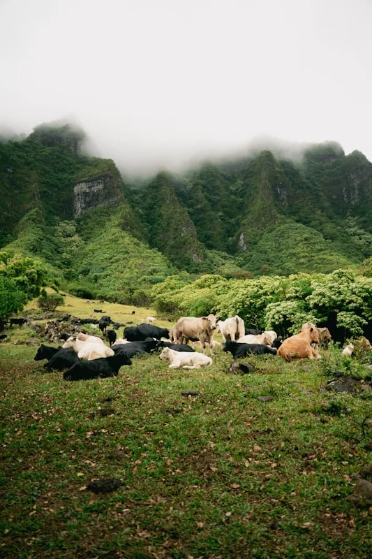 Keunggulan Kambing Jantan untuk Aqiqah