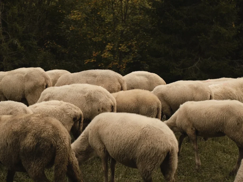 Pentingnya Memilih Usia Domba yang Tepat