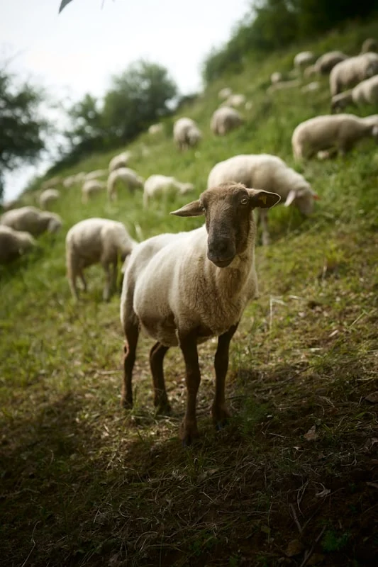 Usia Domba yang Disarankan untuk Aqiqah