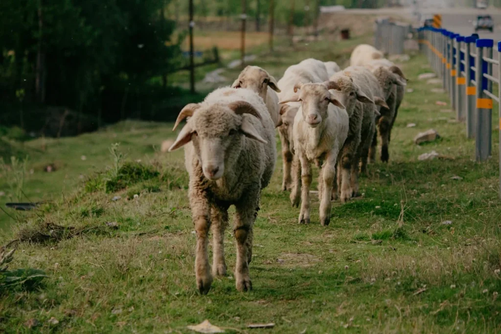 Perbedaan Kambing Jantan dan Betina dalam Aqiqah