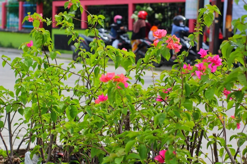 Pengenalan Aqiqah dan Tasyakuran