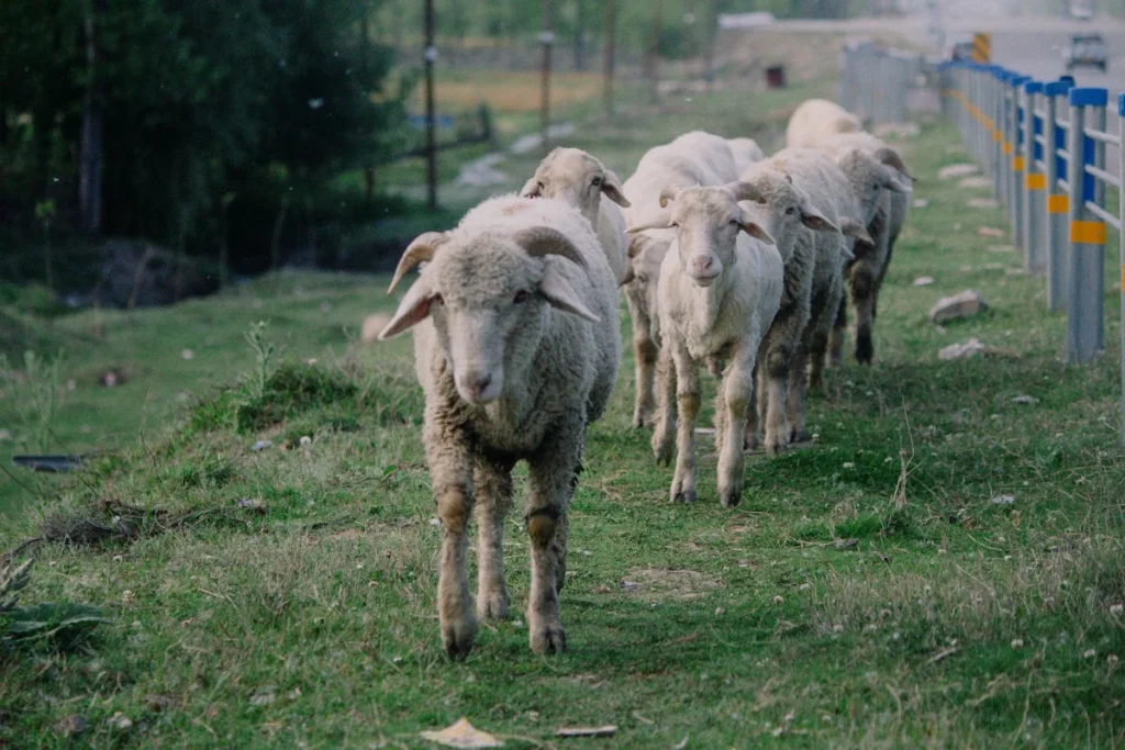 Perbedaan Kambing Jantan dan Betina