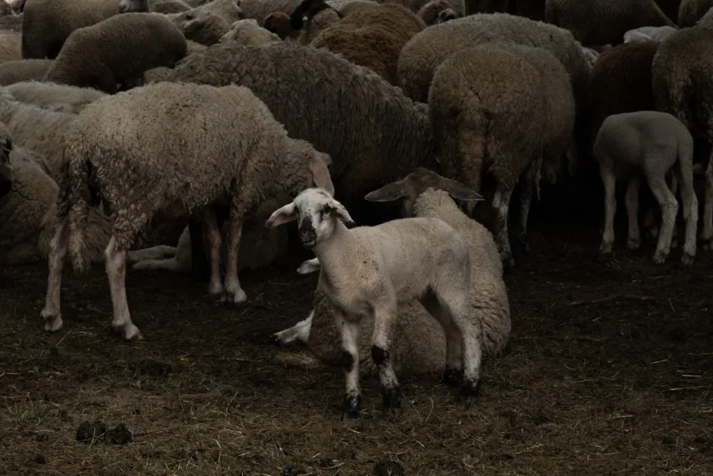 Pentingnya Memilih Kambing yang Tepat untuk Kurban
