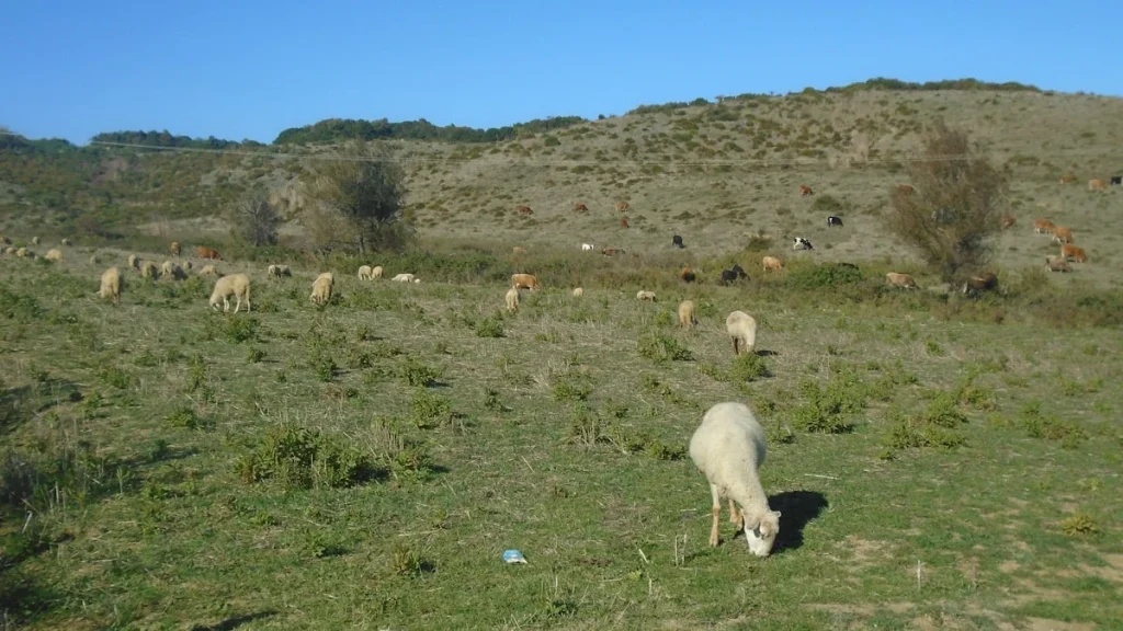 Perbedaan Kambing Jantan dan Betina dalam Qurban