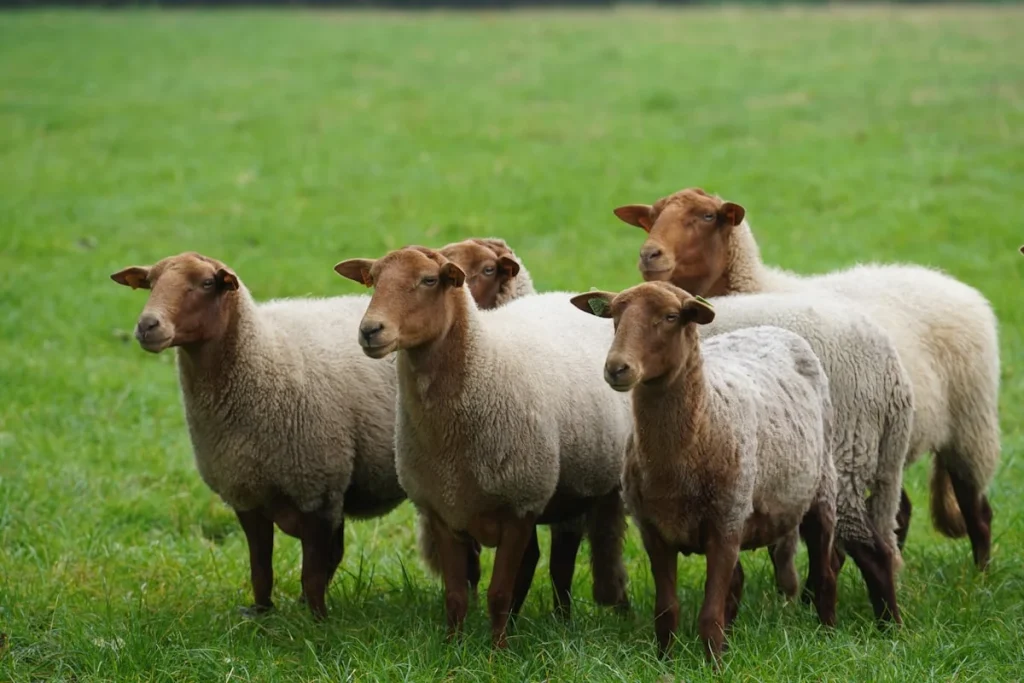 Pengantar Qurban dan Pentingnya Memilih Kambing