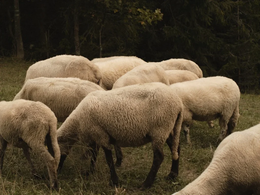 Perbedaan Kambing Jantan dan Betina