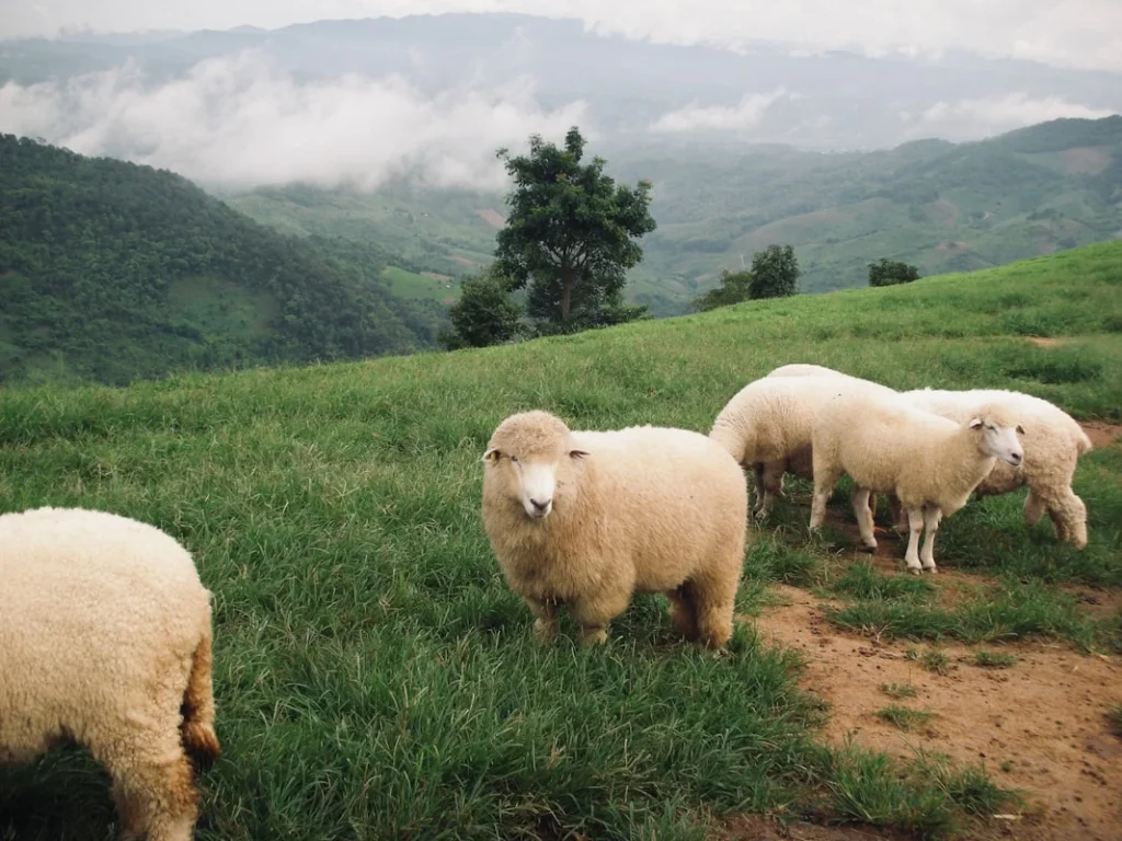 Makna dan Signifikansi Aqiqah dalam Islam