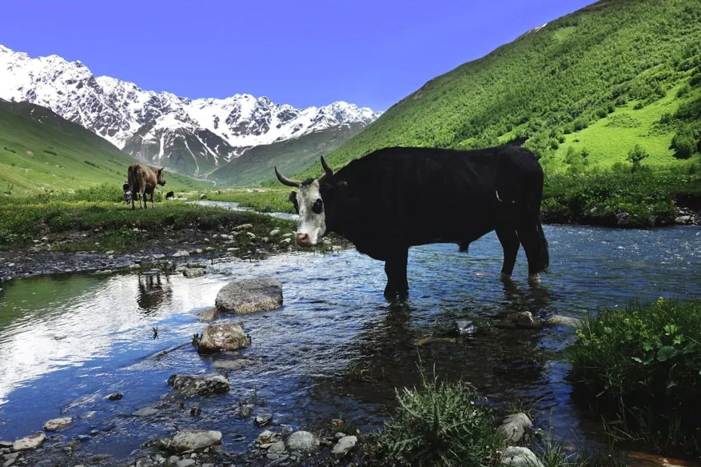 Makna dan Tujuan Aqiqah
