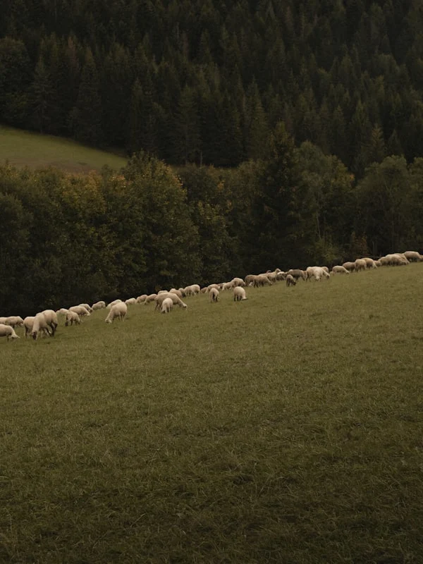 Keunggulan Aqiqah Domba Betina