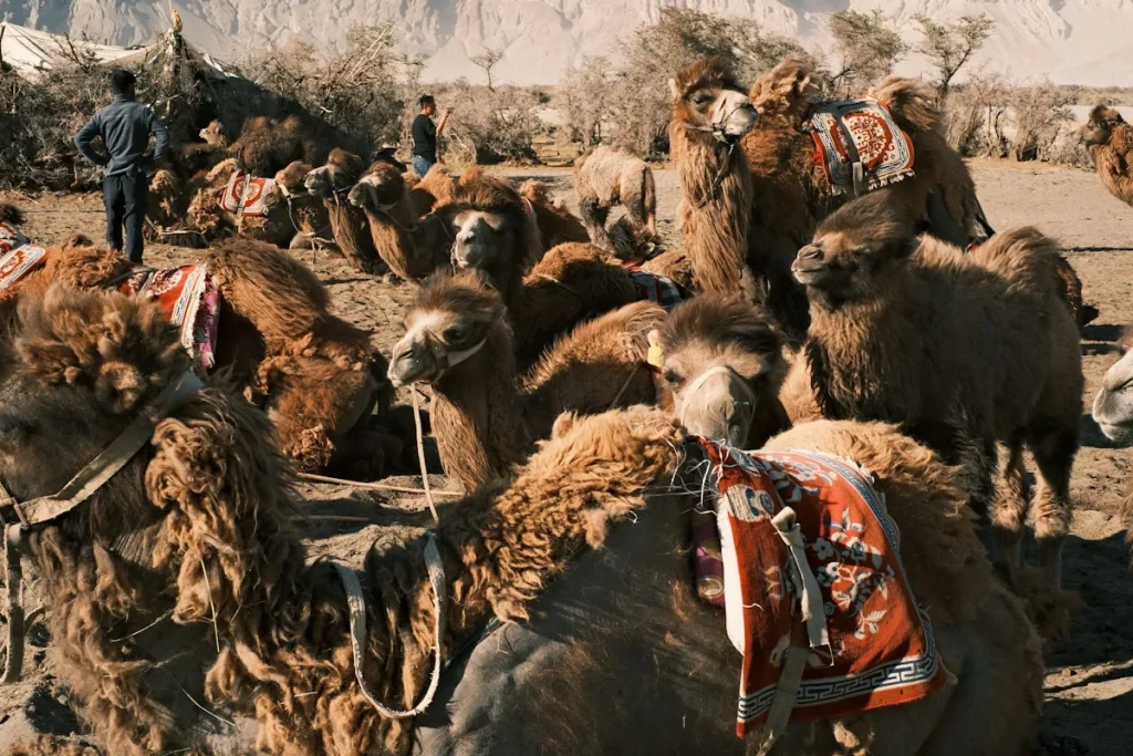 Perbedaan Antara Kambing Jantan dan Betina