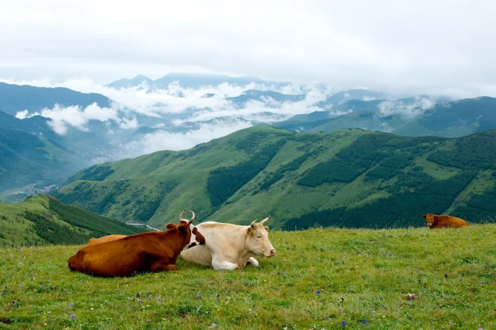 Sejarah Aqiqah di Solo