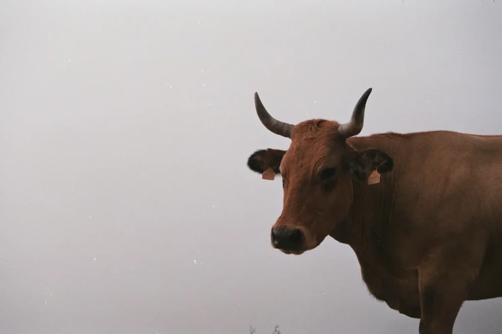 Keuntungan Menggunakan Sapi untuk Aqiqah