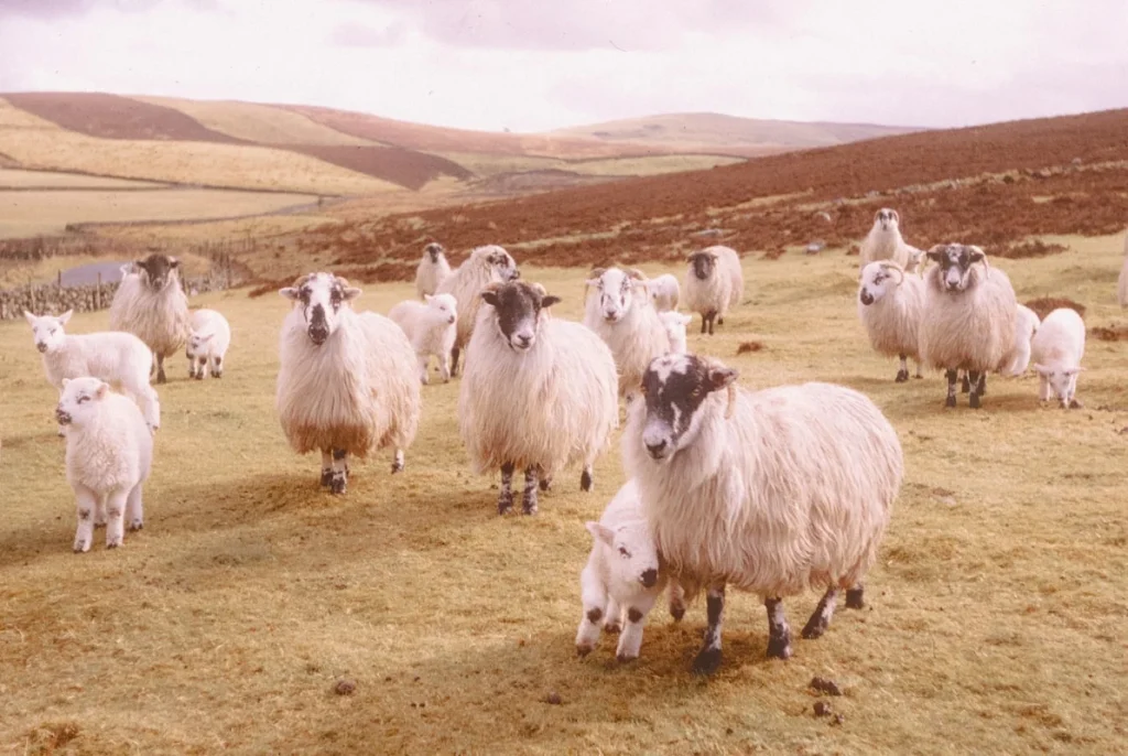 Pentingnya Aqiqah dalam Tradisi Islam