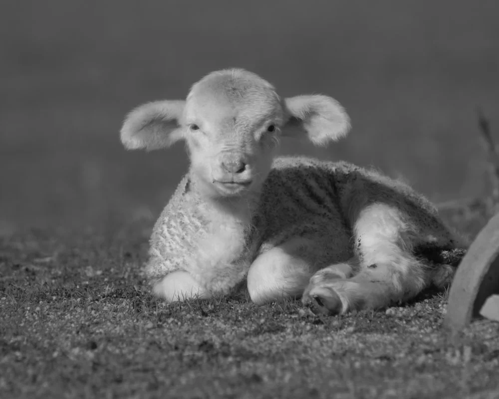 Pengenalan tentang Aqiqah