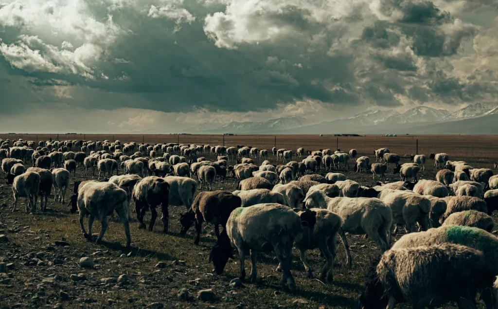 Pentingnya Memilih Domba Aqiqah yang Tepat