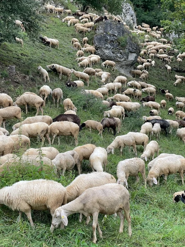 Perbedaan Antara Kambing Jantan dan Betina