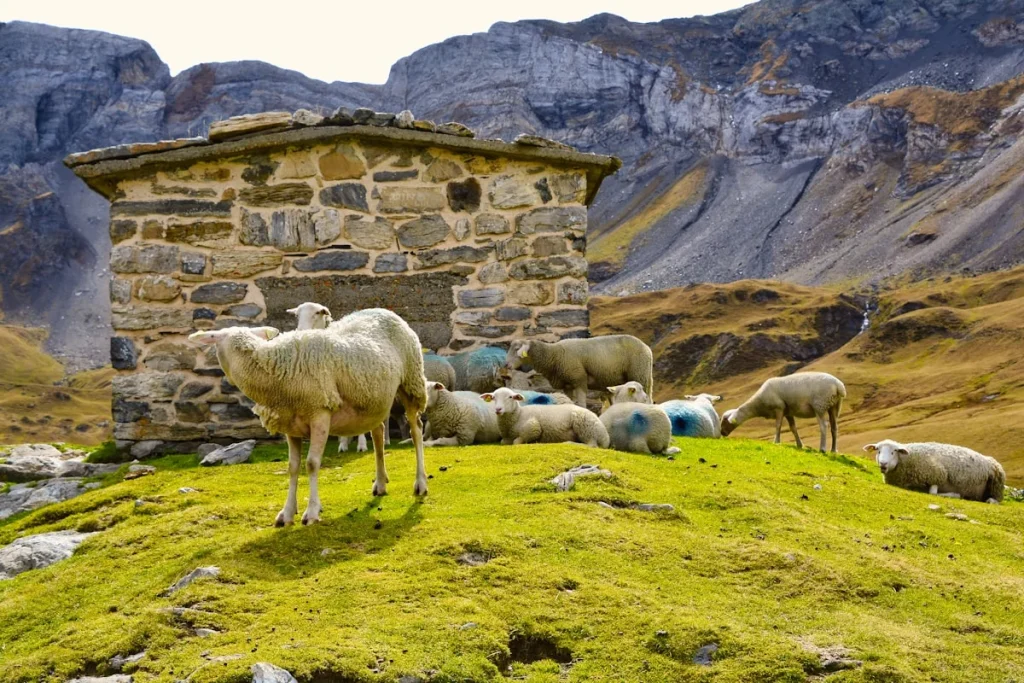 Sejarah dan Makna Aqiqah dalam Islam