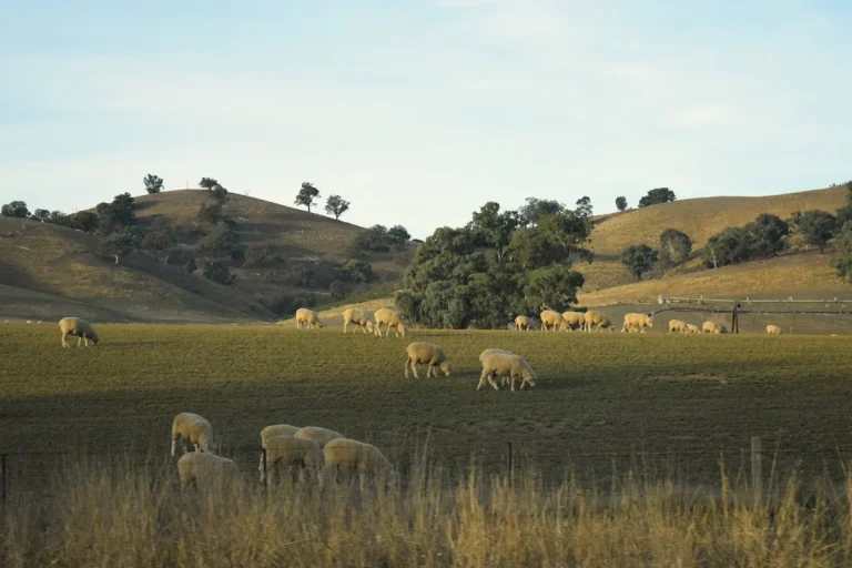Panduan Terbaik Aqiqah Kambing Jantan atau Betina di Klaten
