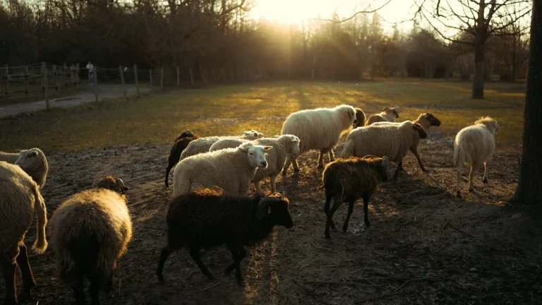 Panduan Memilih Domba Aqiqah Jantan atau Betina di Karawang