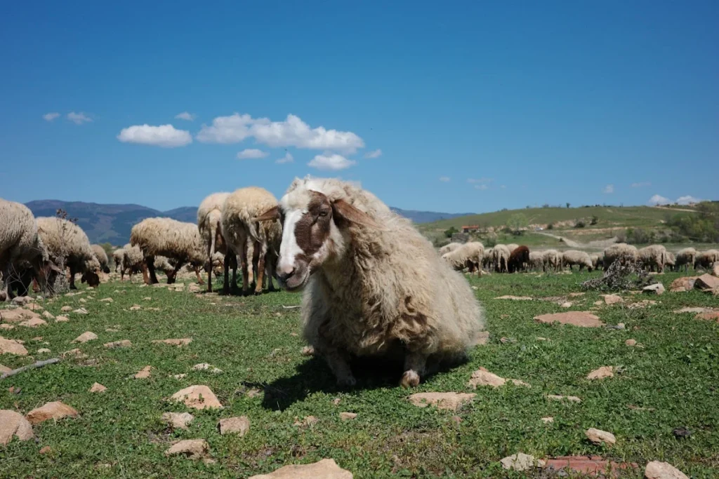 Perbedaan antara Domba Jantan dan Betina