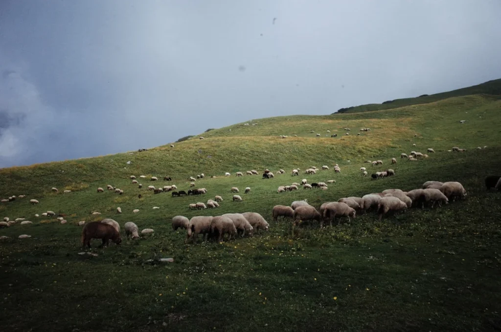 Pengenalan Aqiqah dan Pentingnya dalam Budaya Islam