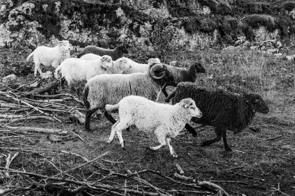 Aqiqah Domba Jantan atau Betina: Pilihan Terbaik untuk Keluarga di Klaten