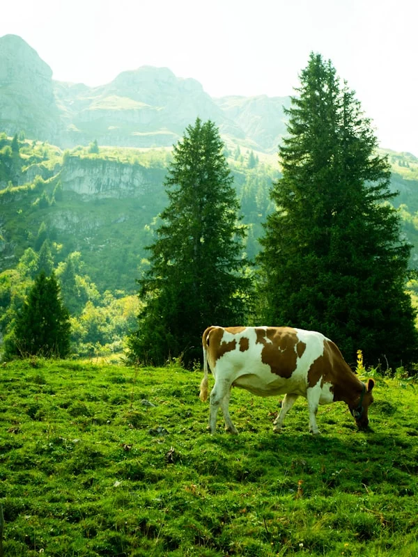 Dasar Hukum Aqiqah dalam Islam