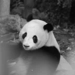 Panduan Memilih Hewan Qurban Betina Terbaik di Karawang