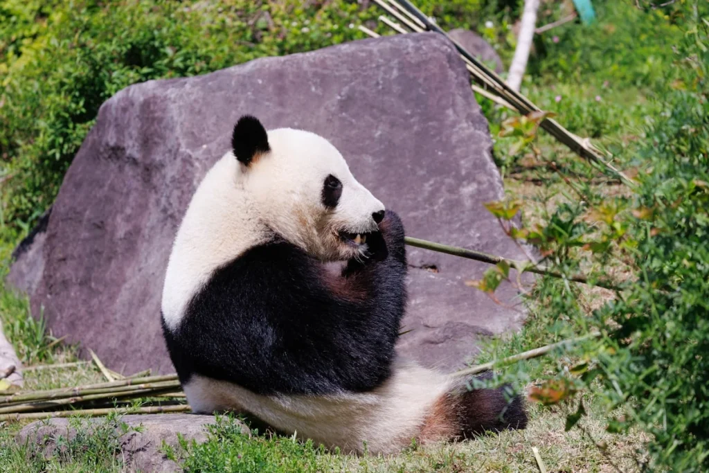 Sejarah dan Asal Usul Aqiqah